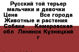 Русский той-терьер мальчики и девочки › Цена ­ 8 000 - Все города Животные и растения » Собаки   . Кемеровская обл.,Ленинск-Кузнецкий г.